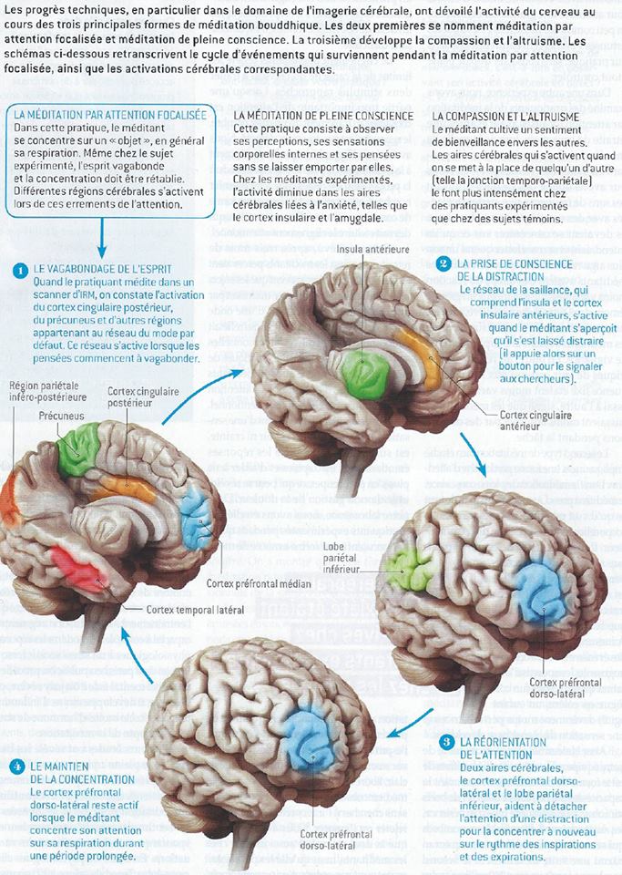 méditation et modification du cerveau Pour la science